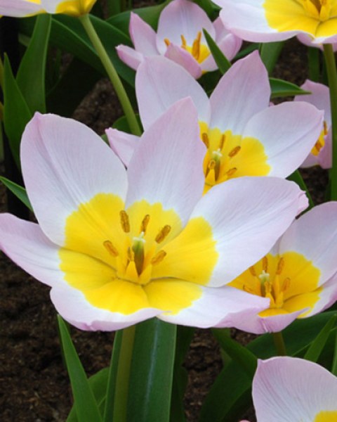 BAKERI LILAC WONDER.jpg